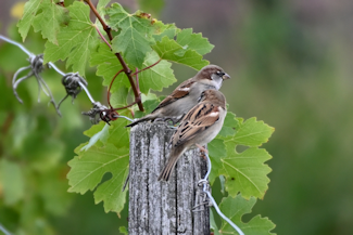 Moineau domestique-2 20191019_135916